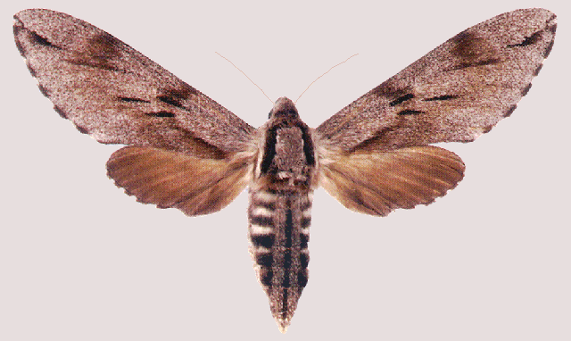 Hyloicus pinastri