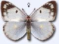 Colias hyale F