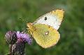 Colias hyale F