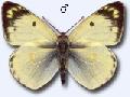 Colias hyale M