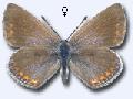 Polyommatus thersites F