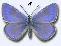 Polyommatus thersites M
