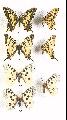 1. Papilio machaon, 2. Iphiclides podalirius 3. Parnassius apollo