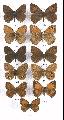 1.Maniola jurtina 2.Apanthopus hyperanthus 3.Pyronia tithonus